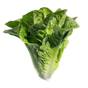 Lettuce Patrona RZ (41-123) Untreated Seeds
