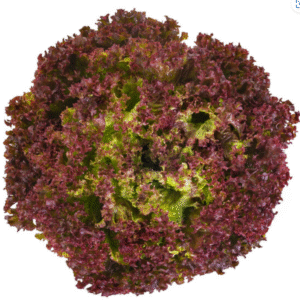 Lettuce Red Lollo Rossa Traject RZ - LS10962 Seeds