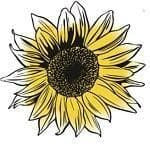 Thompson & Morgan - Herb - Parsley - Titan - 500 Seeds