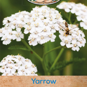 Mr Fothergills Yarrow Seeds